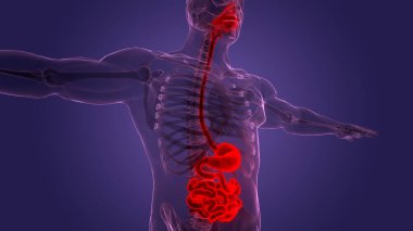 İnsan Sindirim Sistemi Anatomisi. Üç Boyut