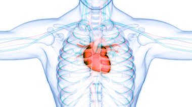 İnsan Dolaşım Sistemi Kalp Anatomisi. Üç Boyut