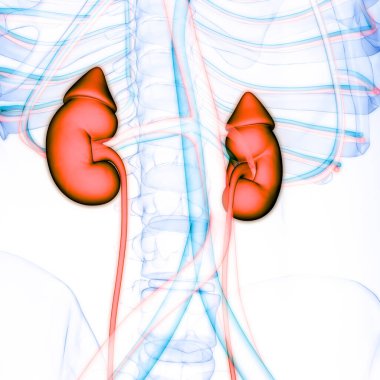 İnsan İdrar Sistemi Böbrekleri Anatomisi. Üç Boyut