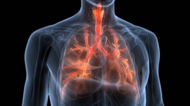 İnsan Solunum Sistemi Akciğerleri Anatomisi. Üç Boyut