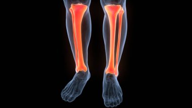 İnsan iskeleti kaval kemiği ve Fibula kemik eklemleri anatomisi. Üç Boyut