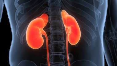 İnsan İdrar Sistemi Böbrekleri Anatomisi. Üç Boyut