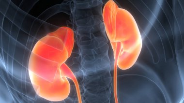 İnsan İdrar Sistemi Böbrekleri Anatomisi. Üç Boyut