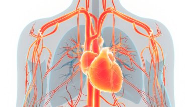 İnsan Dolaşım Sistemi Kalp Anatomisi. Üç Boyut
