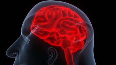 İnsan Merkezi Sinir Sistemi Beyin Anatomisi. 3d