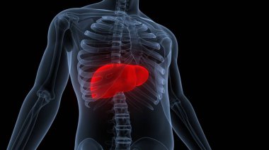 İnsan İç Sindirim Organı Anatomisi. Üç Boyut