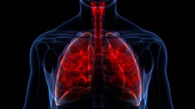 İnsan Solunum Sistemi Akciğerleri Anatomisi. Üç Boyut