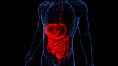İnsan Sindirim Sistemi Anatomisi. Üç Boyut