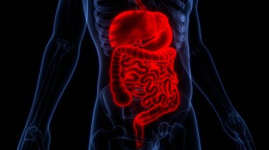 İnsan Sindirim Sistemi Anatomisi. Üç Boyut