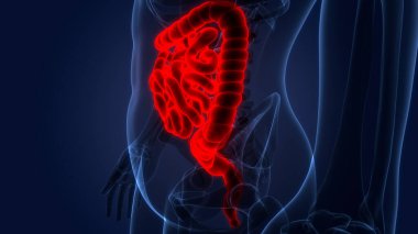 İnsan Sindirim Sistemi Anatomisi. Üç Boyut