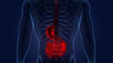 İnce bağırsak anatomisi olan insan sindirim sistemi midesi. Üç Boyut