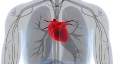 Human Circulatory System Heart Anatomy. 3D clipart