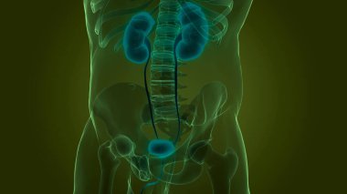 İnsan iç organları ve idrar sistemi anatomisi. Üç Boyut