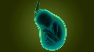 Anatomideki insan fetüs bebeği. Üç Boyut