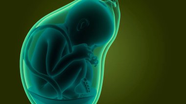 Anatomideki insan fetüs bebeği. Üç Boyut