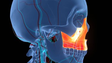İnsan İskelet Sistemi Kafatası Kemiği Maksimum Anatomi Parçaları. Üç Boyut