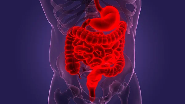 Anatomia Del Sistema Digestivo Umano — Foto Stock