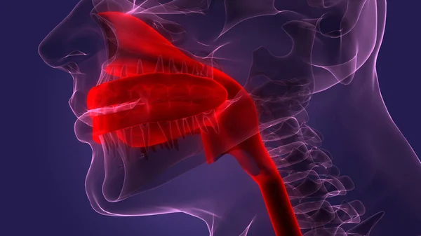 Анатомия Рта Пищеварительной Системы Человека — стоковое фото