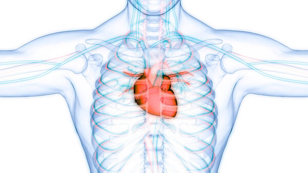 Human Circulatory System Heart Anatomy. 3D