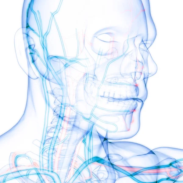 Anatomie Van Het Menselijk Circulatiesysteem — Stockfoto