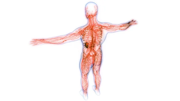 Sistem Internal Manusia Node Anatomi Lymph — Stok Foto