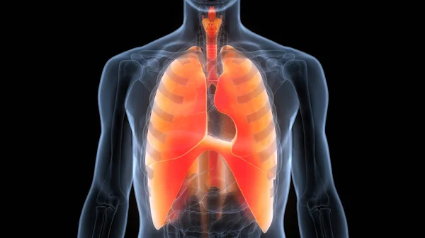 Pulmones Del Sistema Respiratorio Humano Con Anatomía Del Diafragma — Foto de Stock