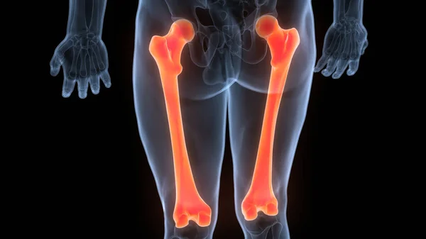 Människans Skelett System Femur Ben Leder Anatomi Tredimensionell — Stockfoto