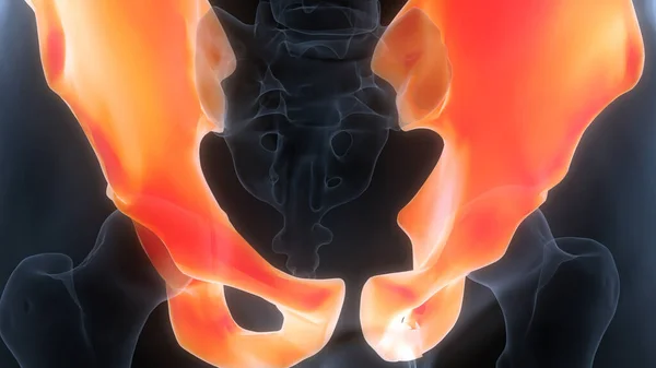 Ανθρώπινο Skeleton Σύστημα Πυελική Ζώνη Των Οστών Αρθρώσεις Ανατομία — Φωτογραφία Αρχείου