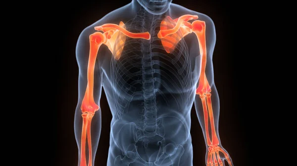 Sistema Esquelético Humano Huesos Manos Articulaciones Anatomía Ilustración — Foto de Stock