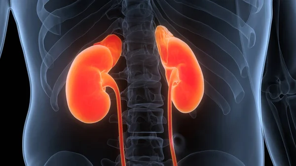 Human Urinary System Kidneys Anatomy — Stock Photo, Image