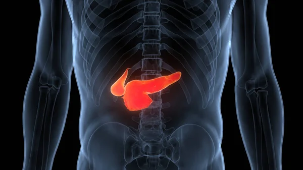 Anatomie Des Menschlichen Inneren Organs Pankreas — Stockfoto