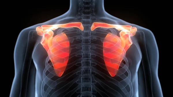 Human Skeleton System Pectoral Girdle Bone Joints Anatomy 약자이다 — 스톡 사진