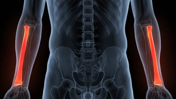 Illustrazione Dell Anatomia Delle Articolazioni Ossee Del Sistema Scheletrico Umano — Foto Stock