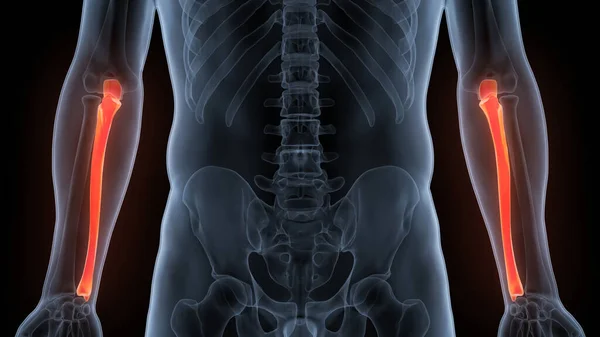 Εικονογράφηση Του Ανθρώπινου Σκελετού Σύστημα Κόκκαλα Αρθρώσεις Ανατομία — Φωτογραφία Αρχείου