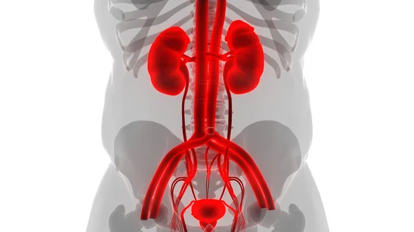 Människans Urinsystem Njurar Anatomi Tredimensionell — Stockfoto