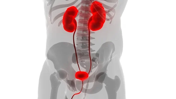 Órganos Internos Humanos Con Anatomía Del Sistema Urinario —  Fotos de Stock