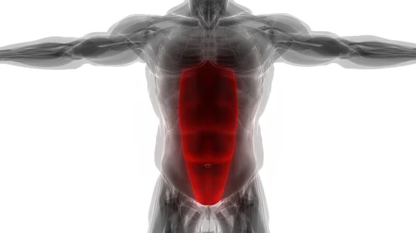 Ανθρώπινο Μυϊκό Σύστημα Torso Μύες Rectus Abdominis Μυϊκή Ανατομία — Φωτογραφία Αρχείου