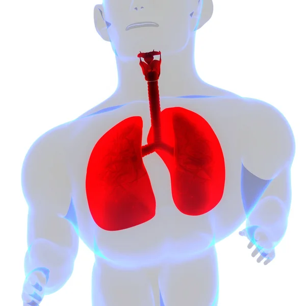 Sistema Respiratório Humano Anatomia Pulmonar — Fotografia de Stock