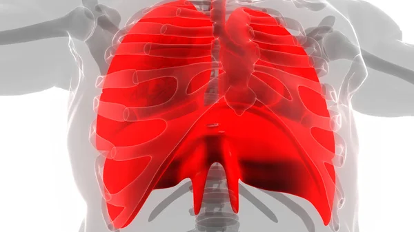 Human Respiratory System Lungs Anatomy — Stock Photo, Image