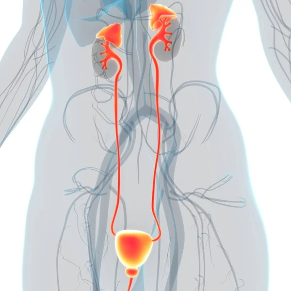 Órganos Internos Humanos Con Anatomía Del Sistema Urinario —  Fotos de Stock