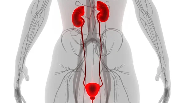 Organi Interni Umani Con Anatomia Del Sistema Urinario — Foto Stock