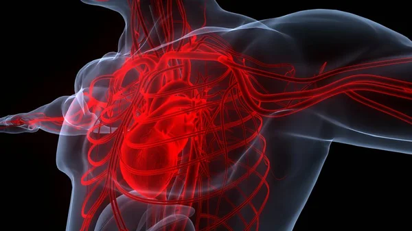 해부학 Human Circulatory System Heart Anatomy — 스톡 사진