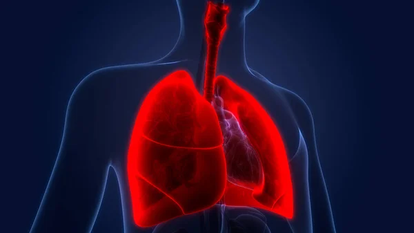 Human Respiratory System Lungs Anatomy — Stock Photo, Image