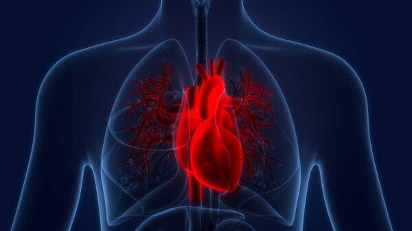 Human Circulatory System Heart Anatomy. 3D