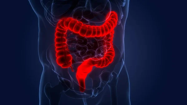 Human Digestive System Велика Інтегрована Анатомія — стокове фото