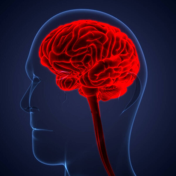 Human Central Nervous System brain Anatomy. 3D
