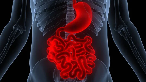 Système Digestif Humain Estomac Avec Anatomie Intestin Grêle — Photo