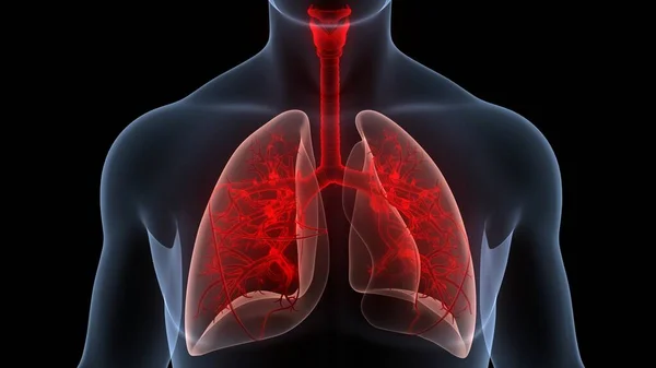 Pulmones Del Sistema Respiratorio Humano —  Fotos de Stock