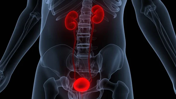 Órgãos Internos Humanos Com Anatomia Sistema Urinário — Fotografia de Stock