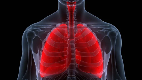 Ανθρώπινο Αναπνευστικό Σύστημα Πνεύμονες — Φωτογραφία Αρχείου